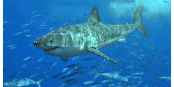 Los tiburones tienen más valor en el océano que en el menú