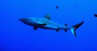 Fear of sharks helps preserve balance in the world’s oceans