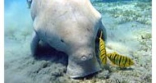 Los dugongs en Indonesia están desapareciendo rápidamente