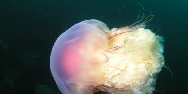 Rise of jellyfish reveals sickness of world's oceans