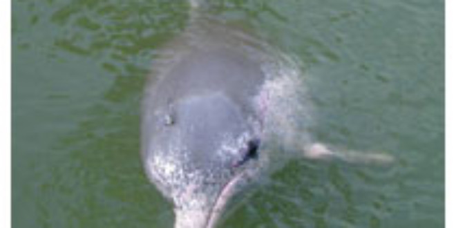 Hong Kong dolphin numbers dwindling quickly