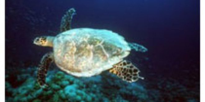 Light pollution deters nesting sea turtles