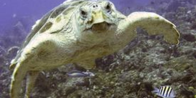 Nesting Gulf loggerheads face offshore risks