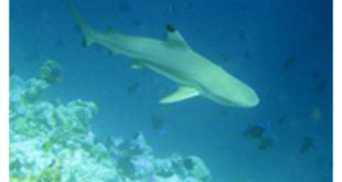 Marine reserves help shark numbers, says University of WA researcher Jordan Goetze