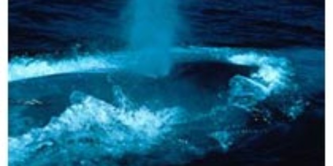 Las ballenas amenazadas de extinción pueden verse afectadas por el uso del sónar militar