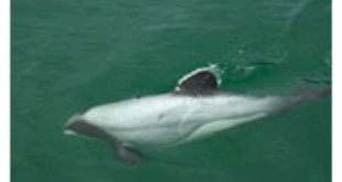 La pesca amenaza al delfín de Hector en una importante zona turística