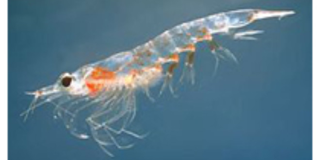 El krill amenazado por las emisiones de dióxido de carbono