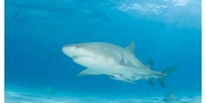 La pesca amenaza a los tiburones de la islas Caimán