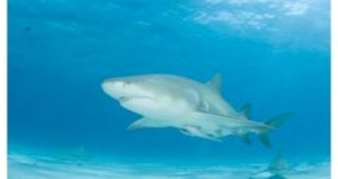 Las reservas marinas ayudan a recuperar las poblaciones de tiburones