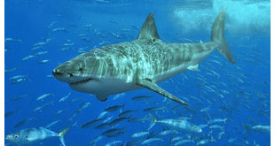 Feds fail to protect West Coast great white sharks
