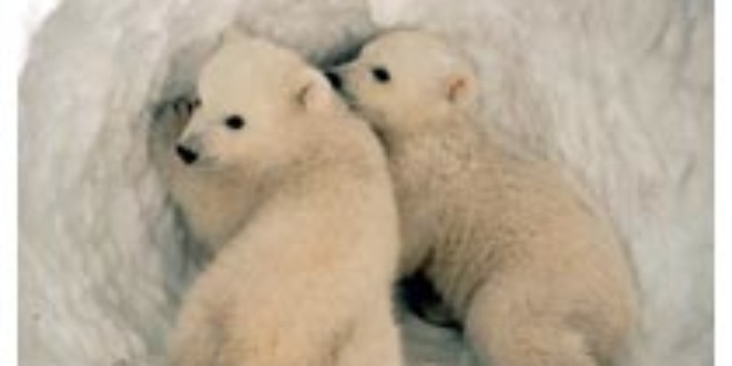 Starved polar bear perished due to record sea-ice melt, says expert