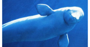 El aumento en el número de belugas en San Lorenzo preocupa a los expertos en ballenas