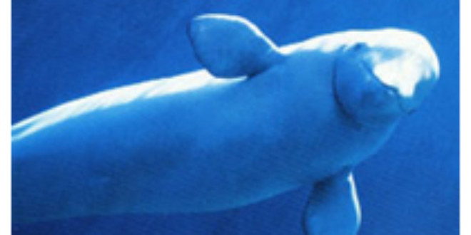 Victory! NOAA Denies Permit to Import 18 Beluga Whales for Display at Georgia Aquarium & Partner Facilities
