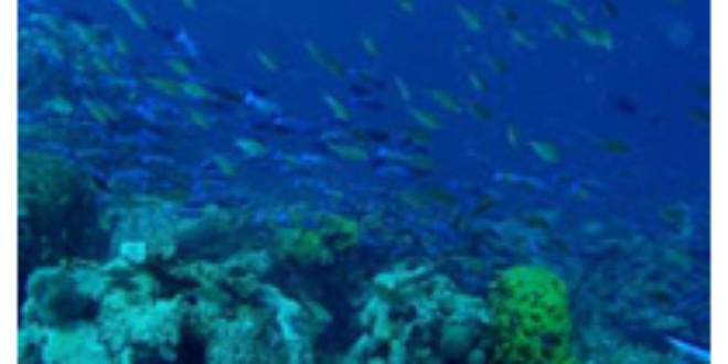 Disappearance of coral reefs, drastically altered marine food web on the horizon