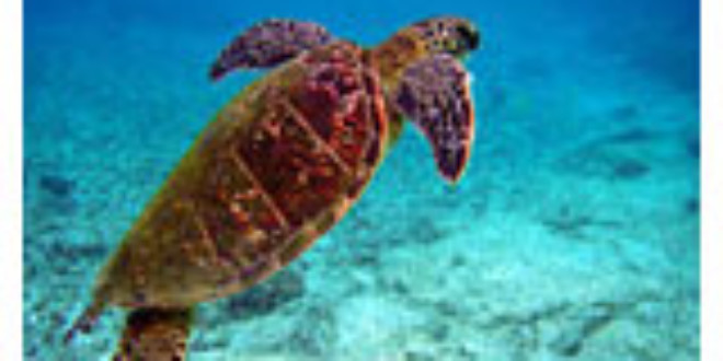Endangered sea turtles eat more plastic than ever