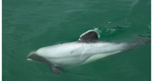 El delfín hallado muerto probablemente sea un delfín de Maui