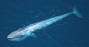 La cera del oído de las ballenas mantiene un registro de la contaminación marina