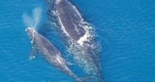 La marina estadounidense matará a cientos de delfines y ballenas