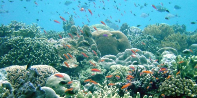 Menos abundancia de arrecifes de coral podría amenazar la supervivencia de los crustáceos