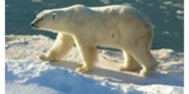 Polar Bears Dining on Strange, Toxic Seals