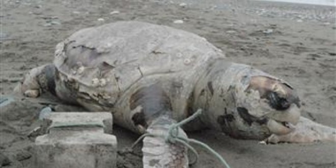 Una tortuga boba hallada muerta con una piedra atada a su aleta
