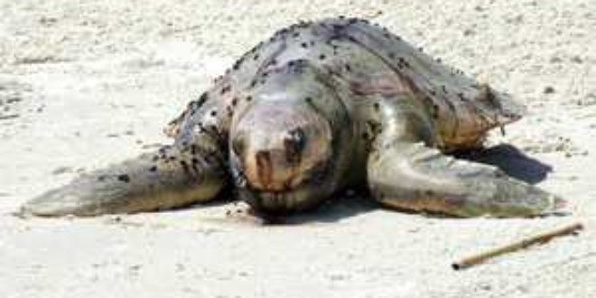 Dead sea creatures wash up along northern coast of Peru - Ocean Sentry
