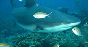 Tiburones: por qué el tamaño y la especie importan