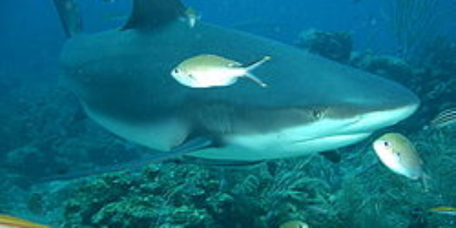 Tiburones: por qué el tamaño y la especie importan