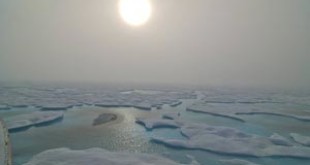 Arctic biodiversity under serious threat from climate change, according to new report