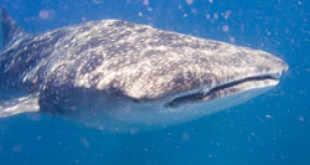 Descubierto en China el mayor matadero del mundo de tiburones ballena