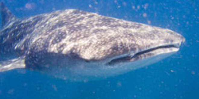 Descubierto en China el mayor matadero del mundo de tiburones ballena