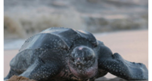 Seguimiento por satélite identifica zonas de riesgo en el Atlántico para las tortugas laúd