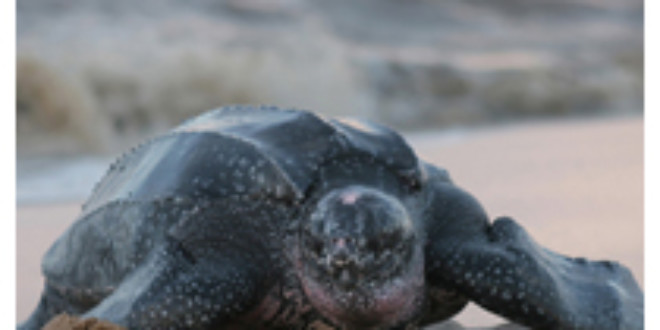 Satellite tracking identifies Atlantic Ocean risk zones for leatherback turtles