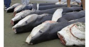 Grandes tiburones y rayas podrían extinguirse en las próximas décadas