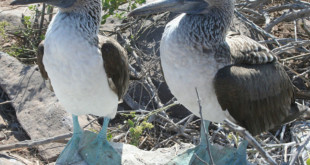 Lack of breeding threatens blue-footed boobies' survival