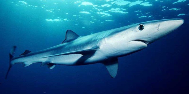 'Wall of Death' Decimates Britain's Sharks