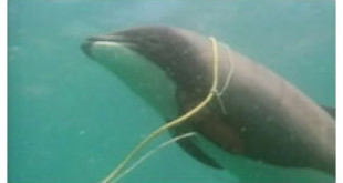 El delfín de Maui se enfrenta a la extinción inminente