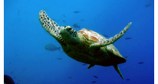 Más hembras de tortuga marina con el cambio climático