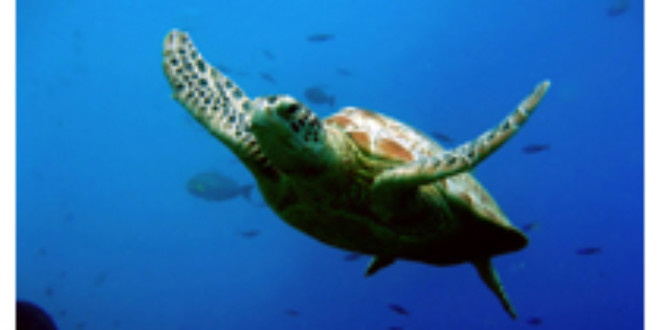 Más hembras de tortuga marina con el cambio climático
