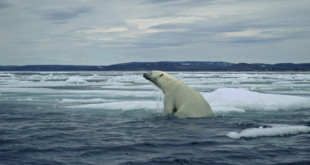 polar-bear-outdoorsman