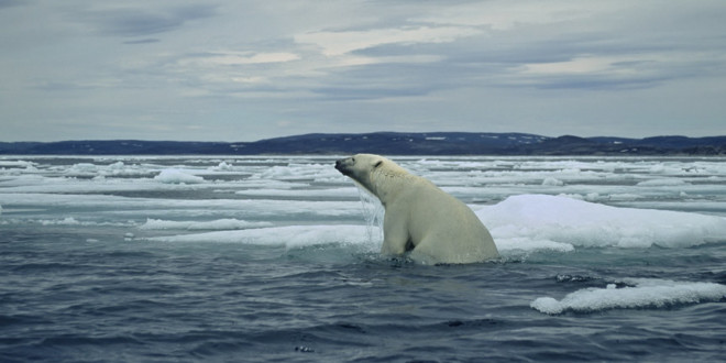 polar-bear-outdoorsman