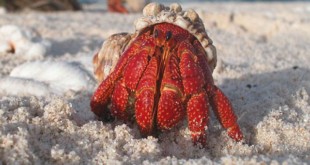 640px-A hermit crab emerges from its shell 2