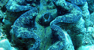 Giant clam or Tridacna gigas