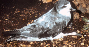 Hawaiian Petrel Pterodroma sandwichensis in burrow