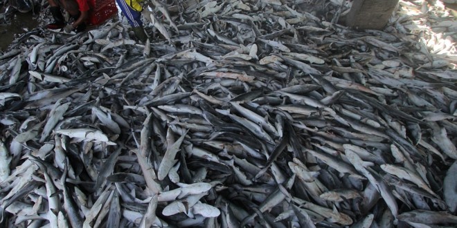 Huge piles of dead sharkS