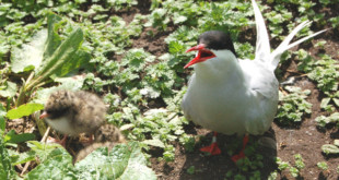 A tern defending her chicks beside the footpath on Inner Farne - geograph.org.uk - 1379424