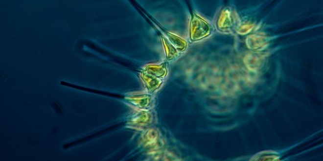 640px-Phytoplankton - the foundation of the oceanic food chain