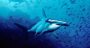 605px-Hammerhead shark Cocos Island Costa Rica