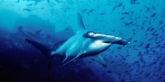 605px-Hammerhead shark Cocos Island Costa Rica