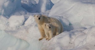640px-Female polar bear Ursus maritimus with cub Svalbard